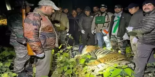 Uttarakhand: तीन महिलाओं को निवाला बनाने वाला बाघ आखिरकार वन विभाग की टीम ने पकड़ा