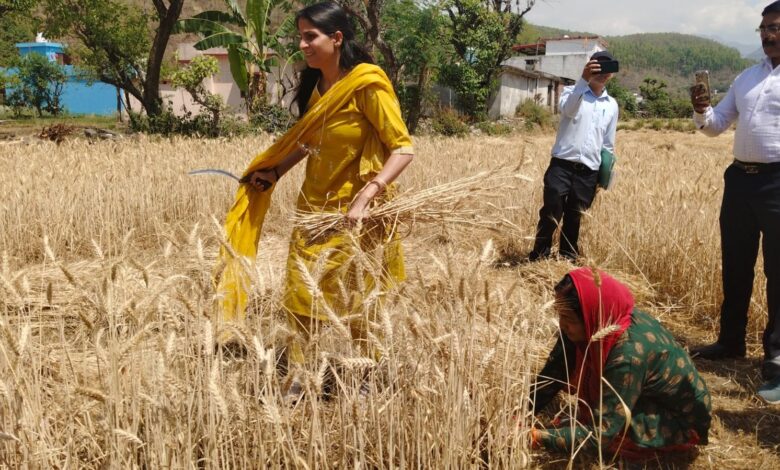 डीएम ने किया फसल कटाई प्रयोग का निरीक्षण डीएम ने किया फसल कटाई प्रयोग का निरीक्षण