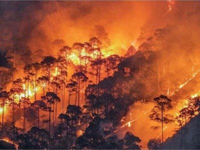 जंगलों में आग लगने वन संपदा जलकर राख