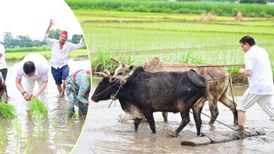 Uttarakhand News: सीएम धामी ने खेत में की धान रोपाई, किसानों के परिश्रम को किया नमन, बोले– अन्नदाता हमारी संस्कृति और अर्थव्यवस्था की रीढ़…