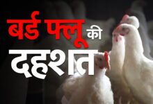 Uttarakhand News- बर्ड फ्लू अलर्ट: सभी एंट्री प्वांइट पर मुर्गियों और अण्डों के आगमन पर लगाई गई रोक, बर्ड फ्लू के चलते उत्तराखंड सरकार ने बढ़ाया प्रतिबंध….