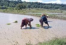 बासमती की खुशबू से फिर महकेगा दून: सफल ट्रायल के बाद 160 किसानों ने संभाली कमान; 75 हेक्टेयर में शुरू हुई खेती