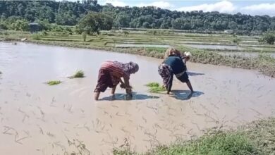 बासमती की खुशबू से फिर महकेगा दून: सफल ट्रायल के बाद 160 किसानों ने संभाली कमान; 75 हेक्टेयर में शुरू हुई खेती