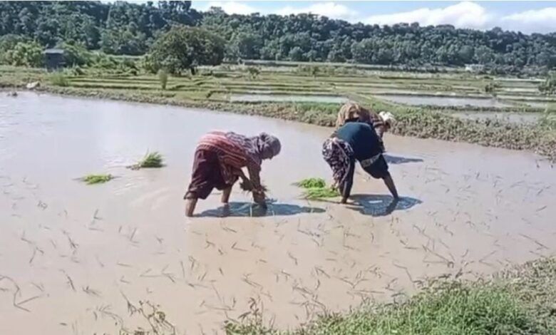 बासमती की खुशबू से फिर महकेगा दून: सफल ट्रायल के बाद 160 किसानों ने संभाली कमान; 75 हेक्टेयर में शुरू हुई खेती